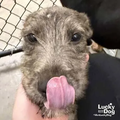 A young medium-sized female Airedale Terrier dog named Kettle for adoption in Washington, DC