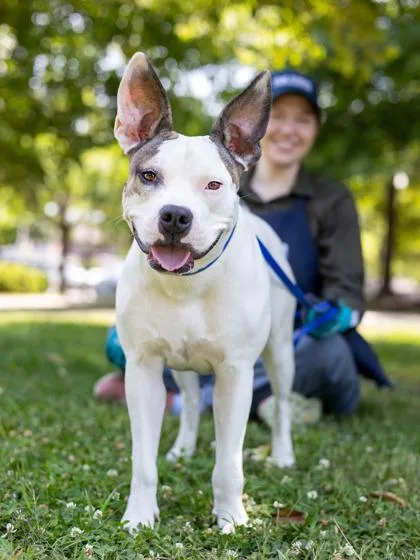 An adult large-sized female Mixed Breed dog named Practice for adoption in Chamblee, GA