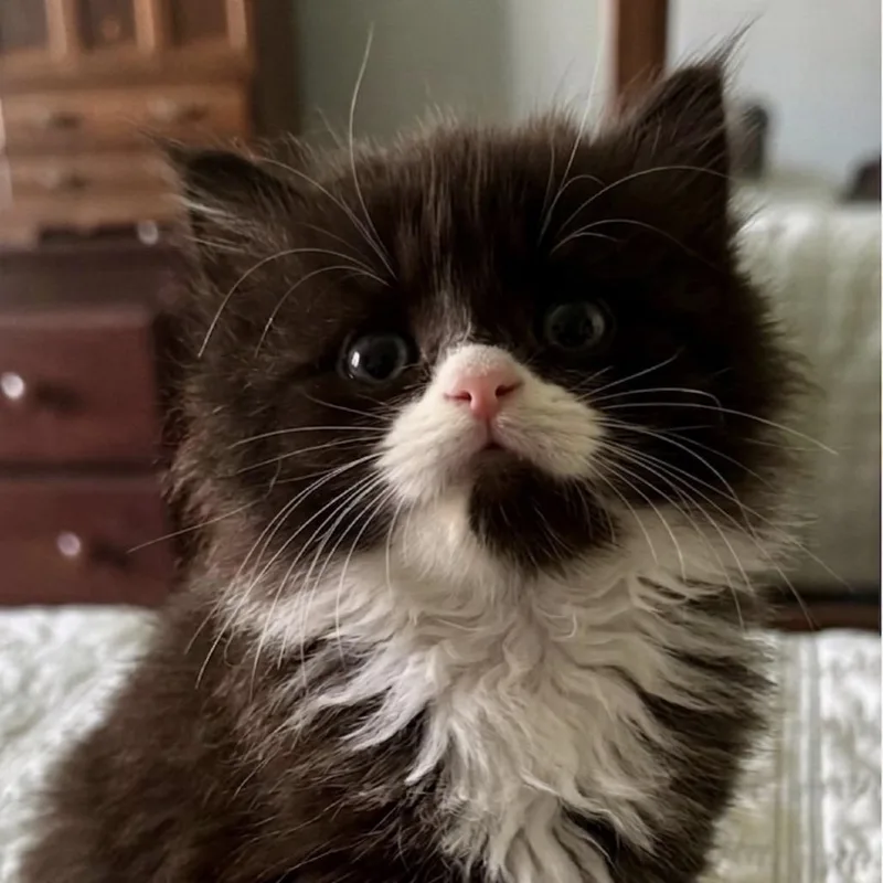 A baby small-sized female Black Domestic Long Hair cat named Dumpling for adoption in Danbury, CT
