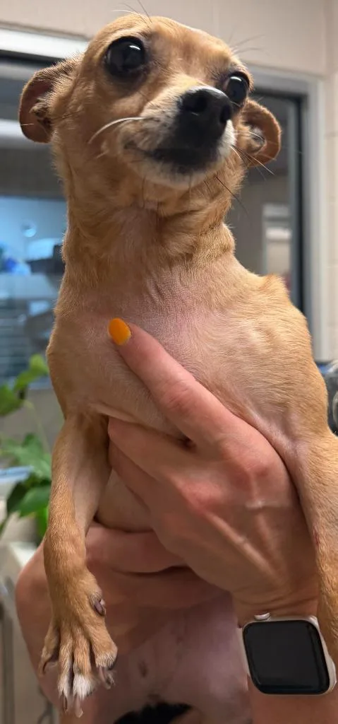 An adult small-sized female Chihuahua dog named Princess for adoption in Lima, OH