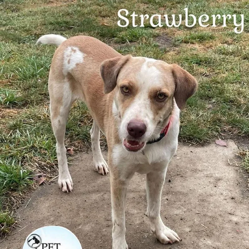 Strawberry