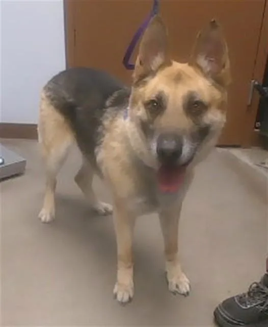 An adult large-sized male German Shepherd Dog dog named Zeus for adoption in Phoenix, AZ