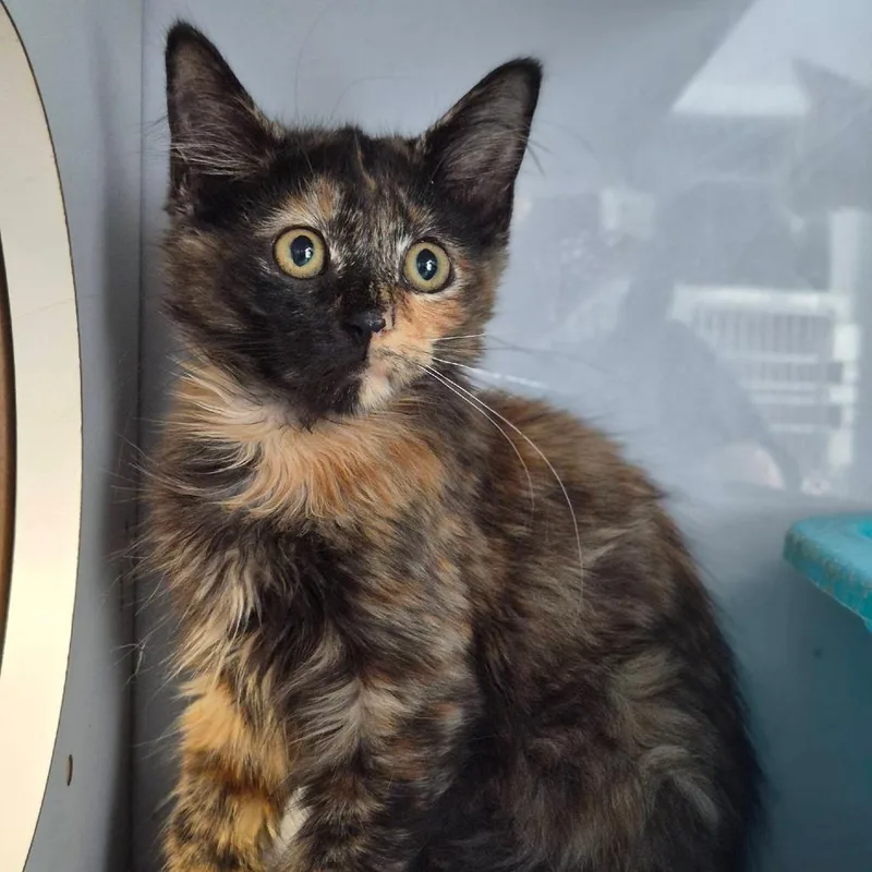 A baby small-sized female Tortoiseshell Domestic Medium Hair cat named Everly for adoption in Lexington, KY