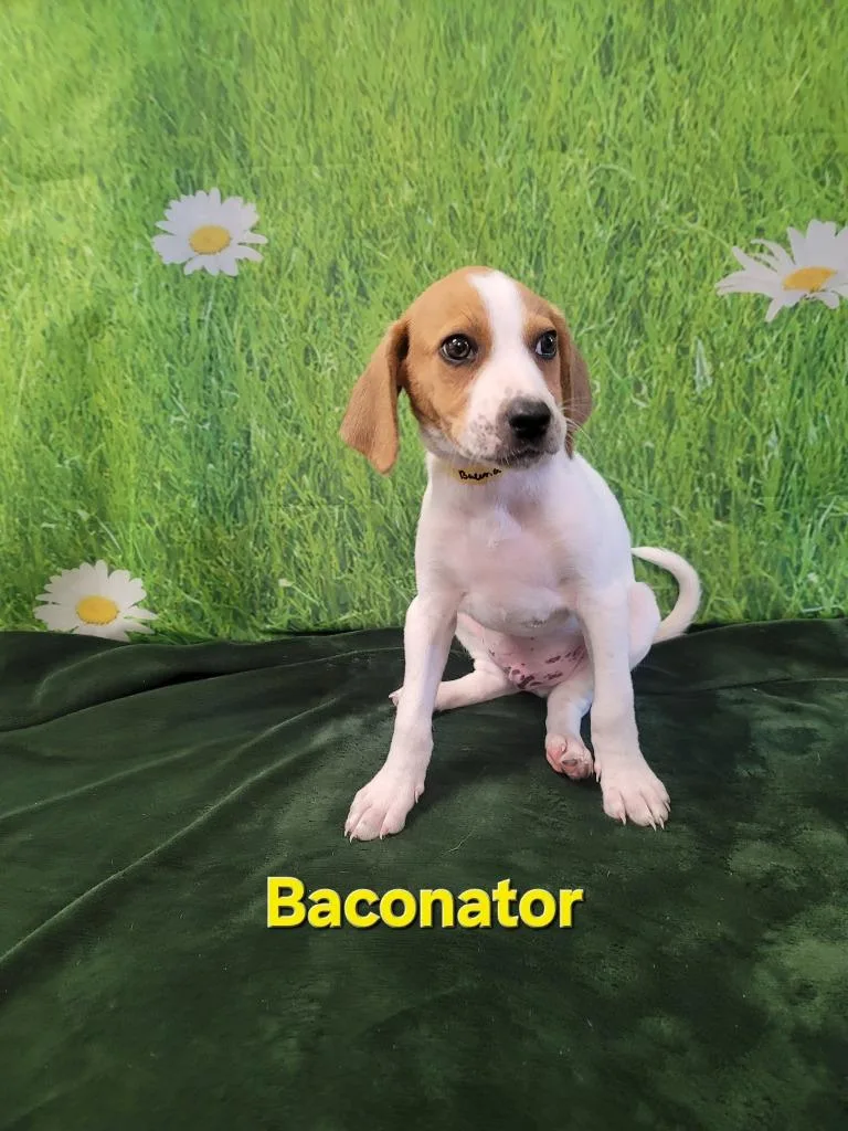 Baconator