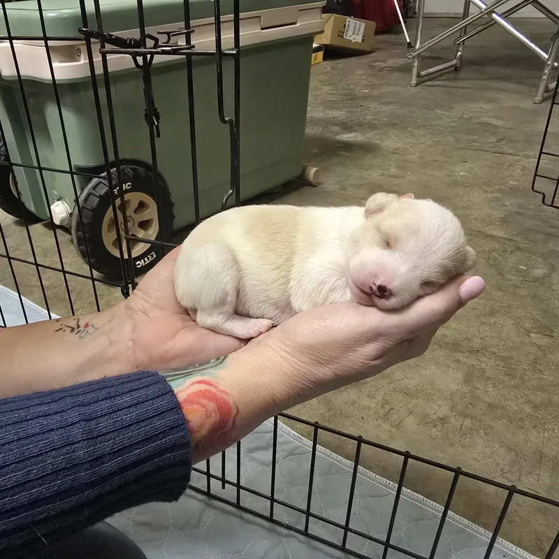 A baby small-sized female Apricot / Beige Chihuahua dog named Dolly for adoption in Brentwood, CA