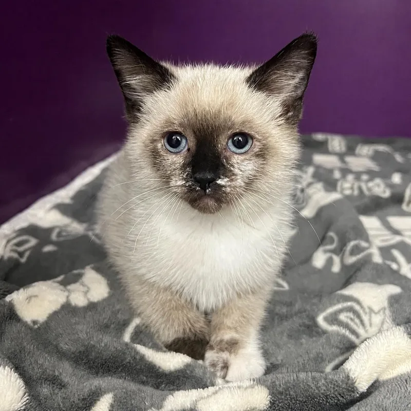 A baby medium-sized female White Siamese cat named Ristretto for adoption in Pontiac, MI