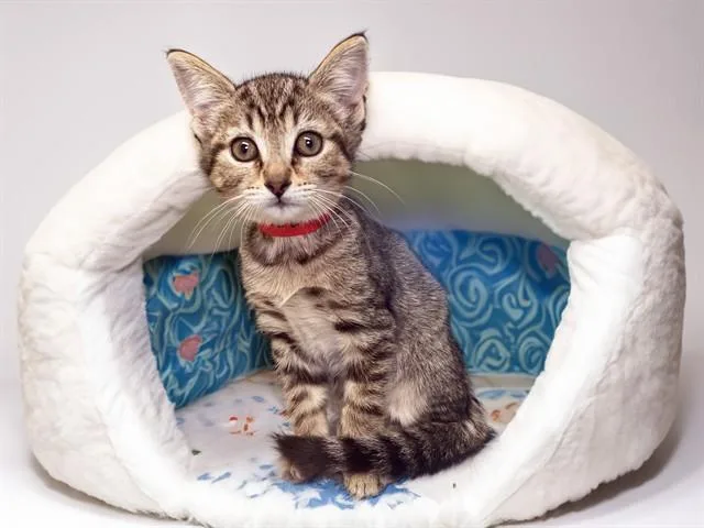 A baby medium-sized female Domestic Short Hair cat named Flower for adoption in Fort Lauderdale, FL