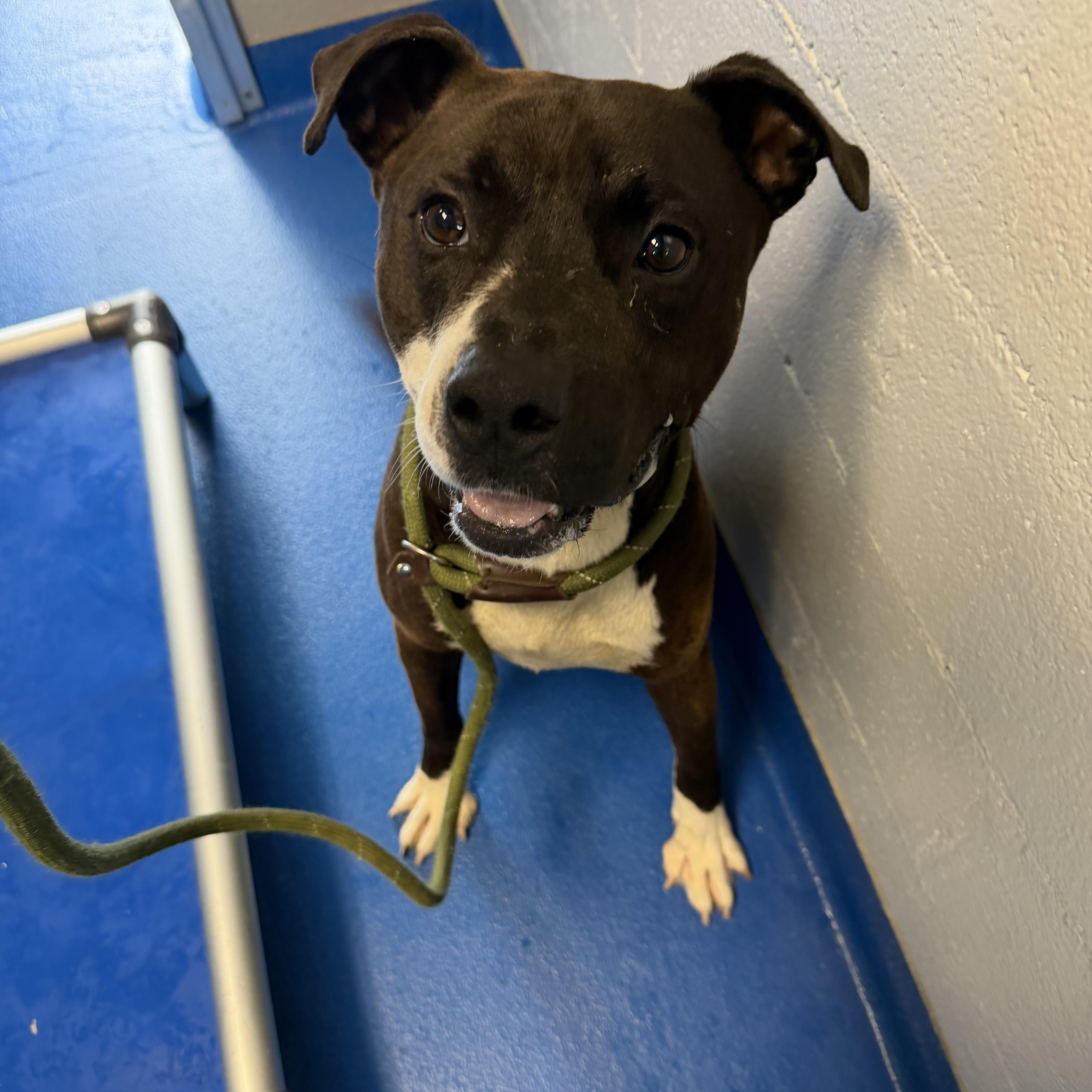 An adult medium-sized male Black Terrier dog named Bowie for adoption in Lancaster, SC