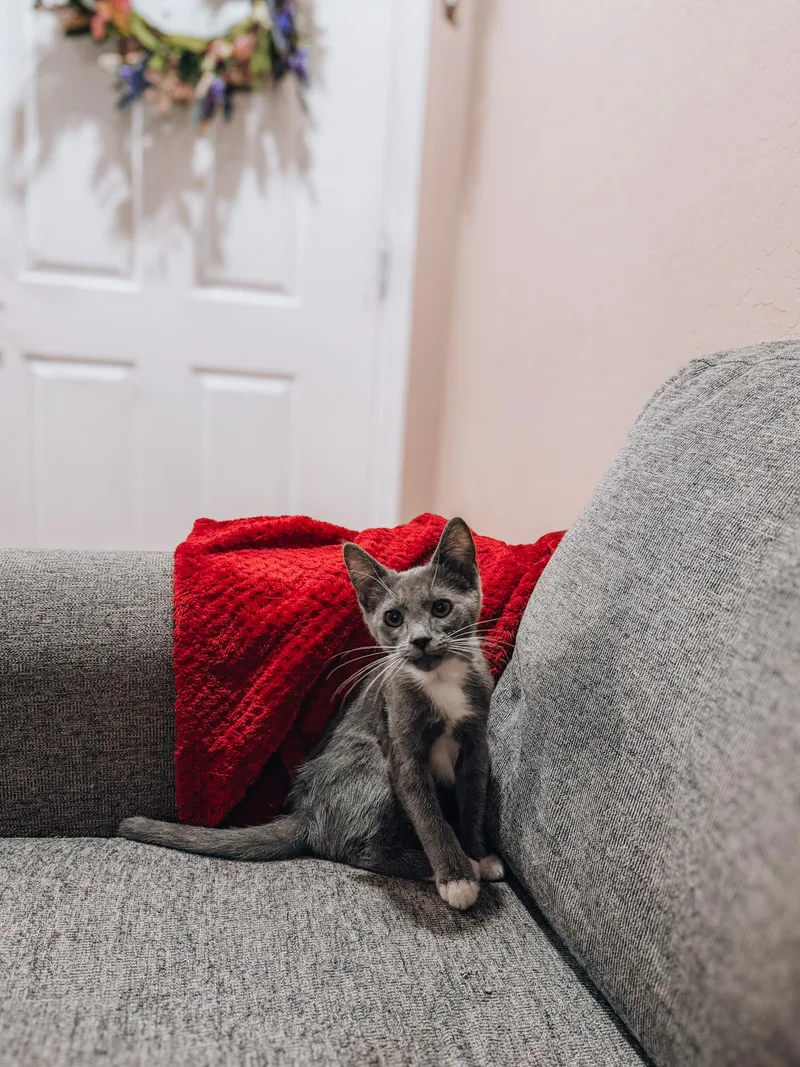 A baby medium-sized female Domestic Short Hair cat named Tonks for adoption in Goodyear, AZ