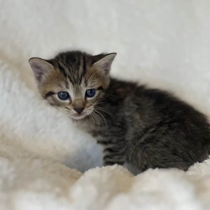 A baby small-sized female Brown / Chocolate Domestic Short Hair cat named River for adoption in Clarksville, AR