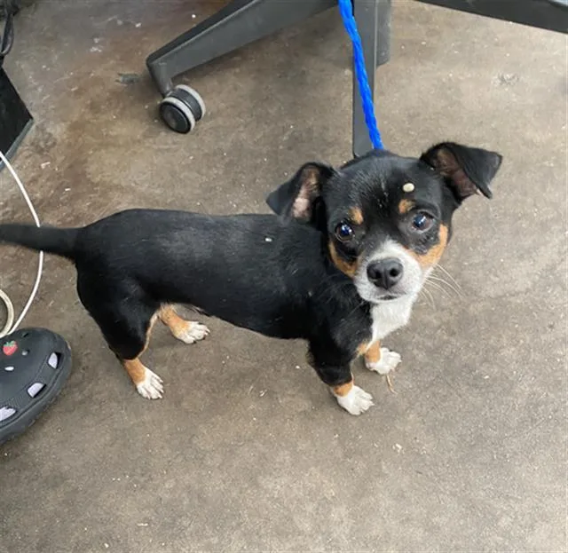 A young small-sized male Mixed Breed dog named Owen for adoption in Dallas, TX