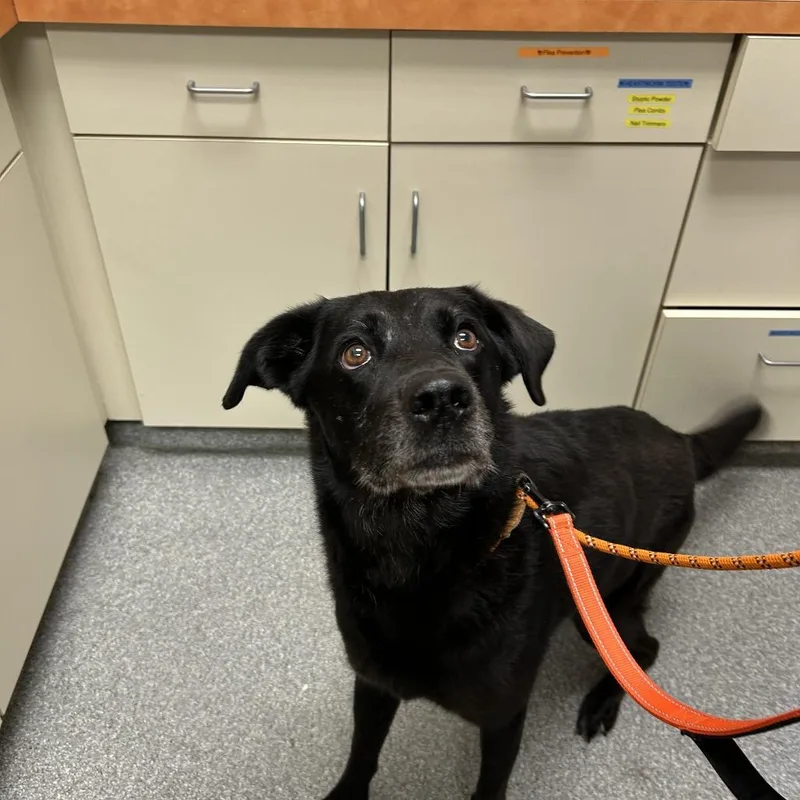 An adult medium-sized male Black Labrador Retriever dog named Gordon for adoption in Batavia, OH
