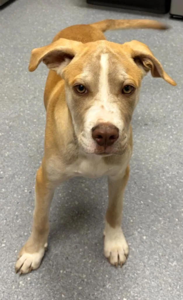 A baby large-sized male Labrador Retriever dog named Drake for adoption in Greenfield, IN