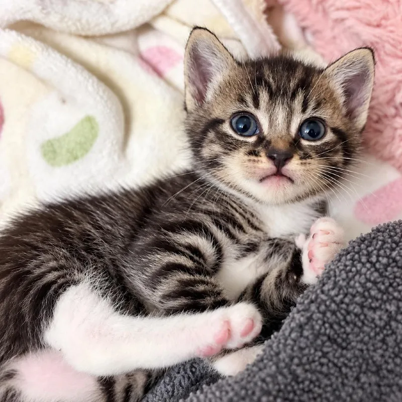 A baby small-sized female Black Domestic Short Hair cat named Cassie for adoption in Long Beach, CA
