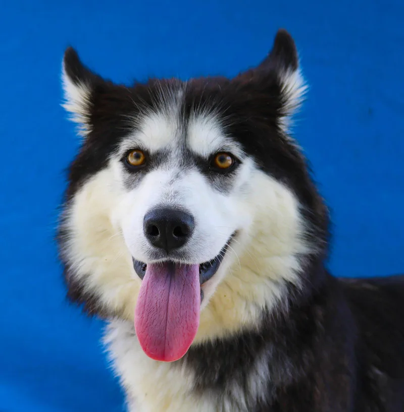 An adult medium-sized female Siberian Husky dog named Aurora for adoption in Pasadena, CA