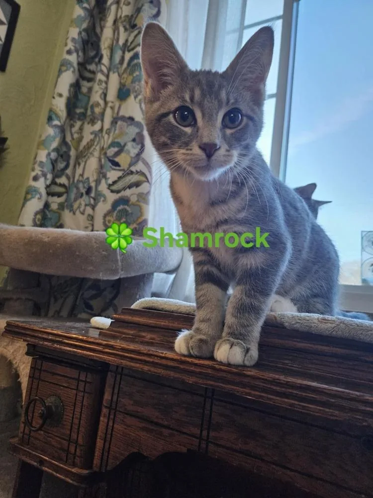 Shamrock thumbnail 2