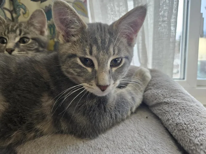 Shamrock thumbnail 3