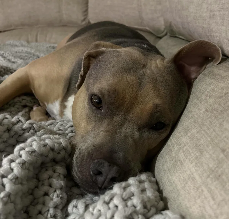 Urgent Naia Needs A thumbnail 2