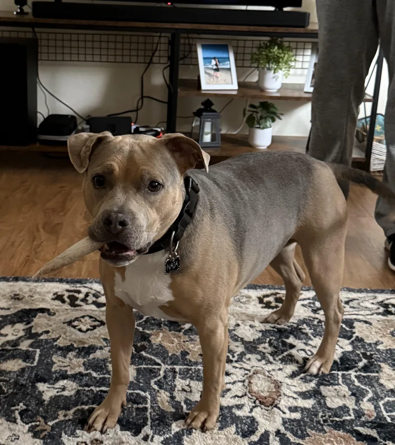 Urgent Naia Needs A thumbnail 3