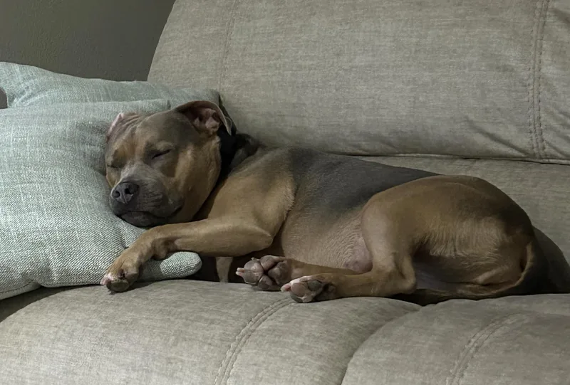 Urgent Naia Needs A thumbnail 4