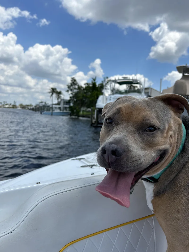 Urgent Naia Needs A thumbnail 5