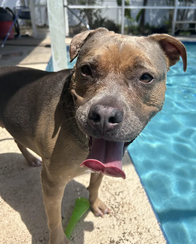 An adult medium-sized female Gray / Blue / Silver American Staffordshire Terrier dog named Urgent Naia Needs A for adoption in Fort Myers Beach, FL