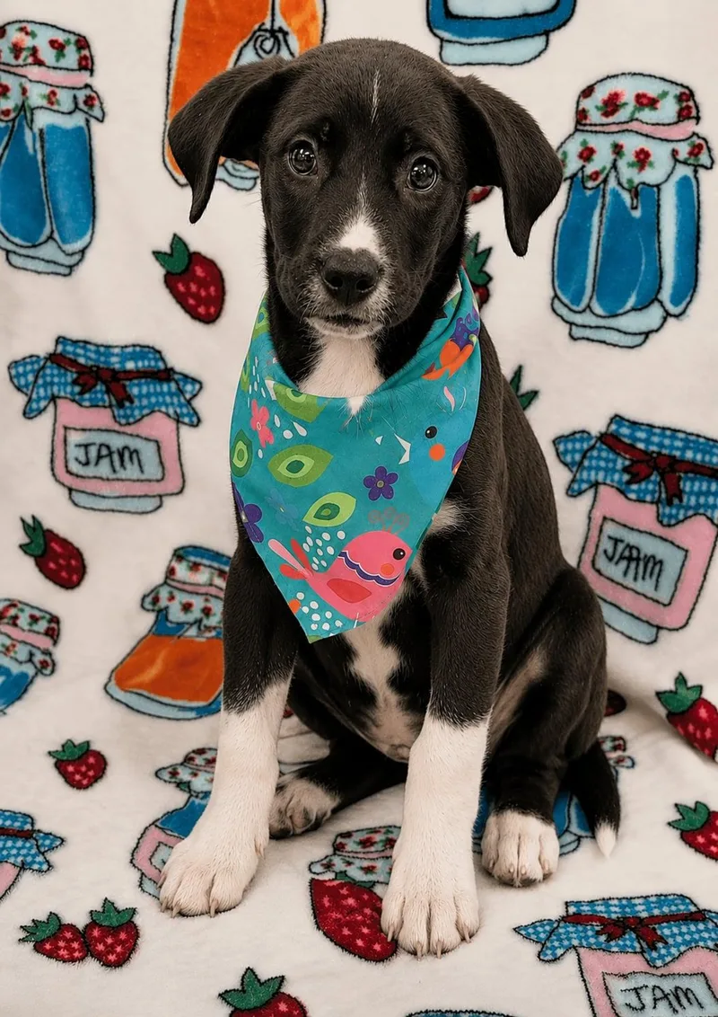 A baby large-sized male Pit Bull Terrier dog named Chet for adoption in Sanford, FL
