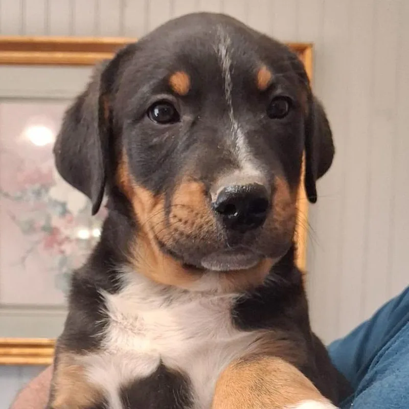 A baby medium-sized male Hound dog named Pinto for adoption in Albany, NY