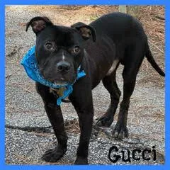 A young medium-sized male Pit Bull Terrier dog named Gucci for adoption in Shillington, PA