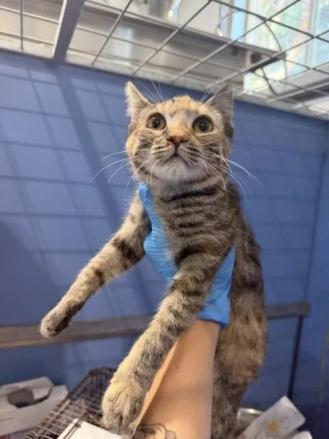 A baby small-sized female Domestic Short Hair cat named Frida for adoption in San Bernardino, CA