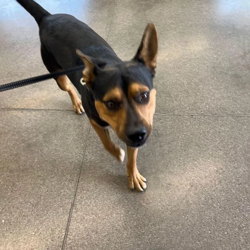 An adult large-sized male Shepherd dog named Joss for adoption in Kingman, AZ