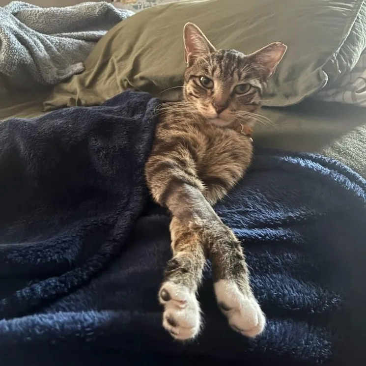 A young medium-sized female Domestic Short Hair cat named Mama Coming In for adoption in Clifton, NJ