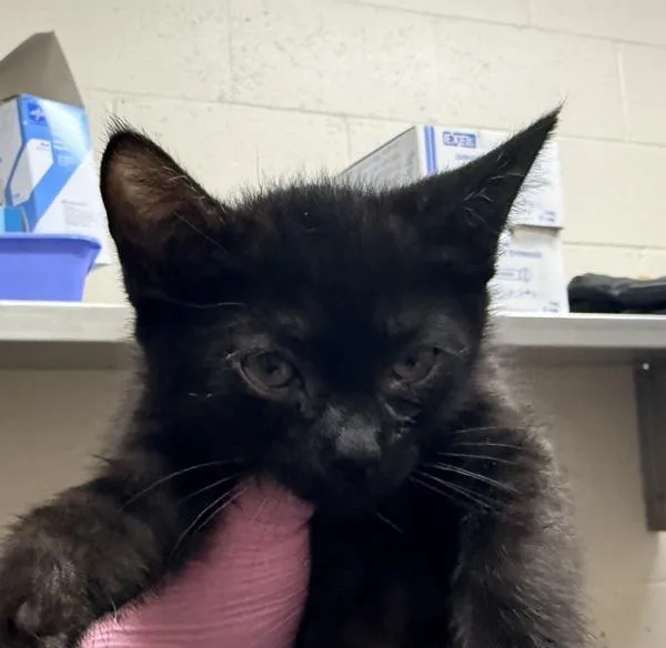 A baby small-sized female Domestic Short Hair cat named Jeebie for adoption in El Cajon, CA