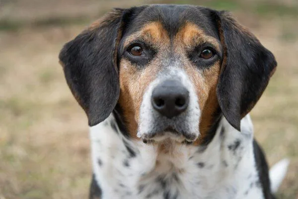 An adult medium-sized male Beagle dog named Rudy for adoption in Easton, MD