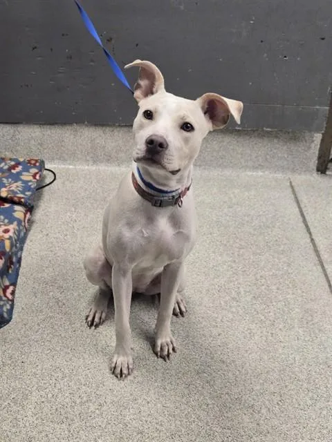 A young medium-sized female Labrador Retriever dog named Pure for adoption in Tallahassee, FL