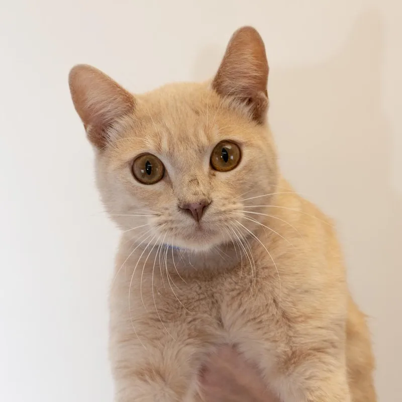 A young medium-sized male Orange / Red Domestic Short Hair cat named Muscles  Meet me for adoption in Buffalo, MN