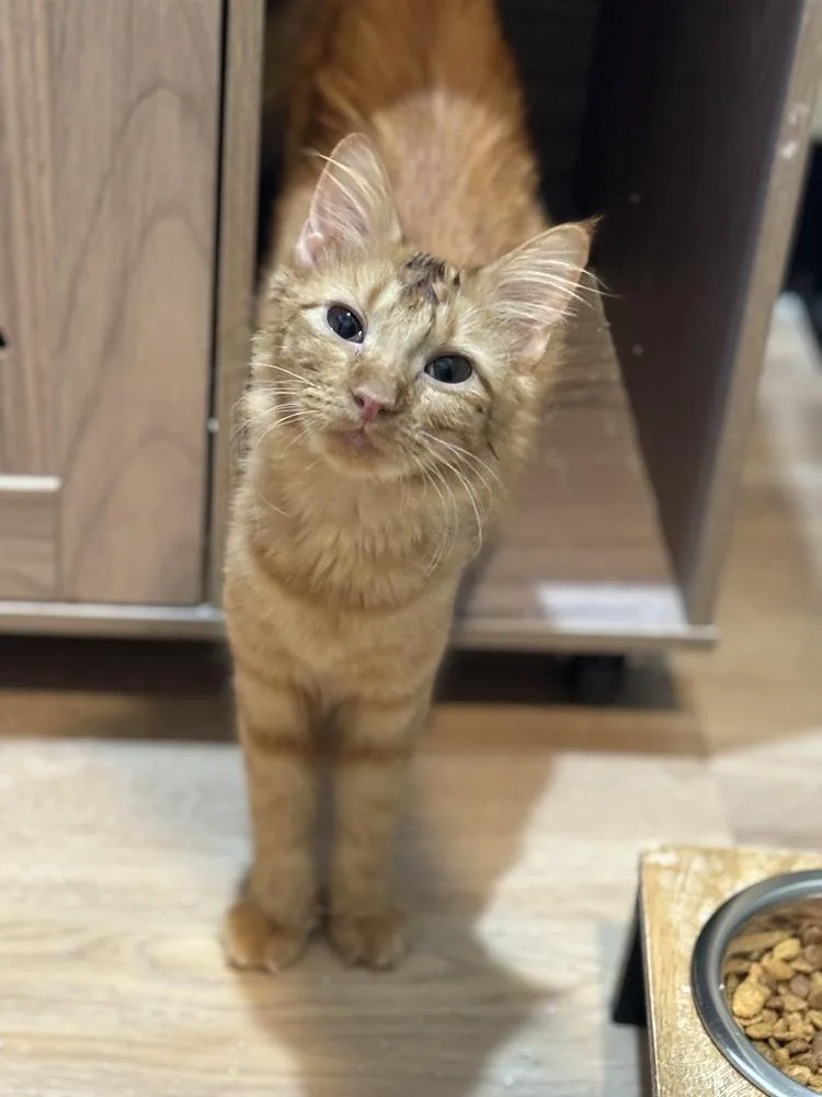 A baby small-sized female Domestic Medium Hair cat named Fran for adoption in Dallas, TX