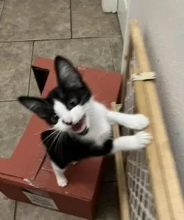 Penelope thumbnail 2