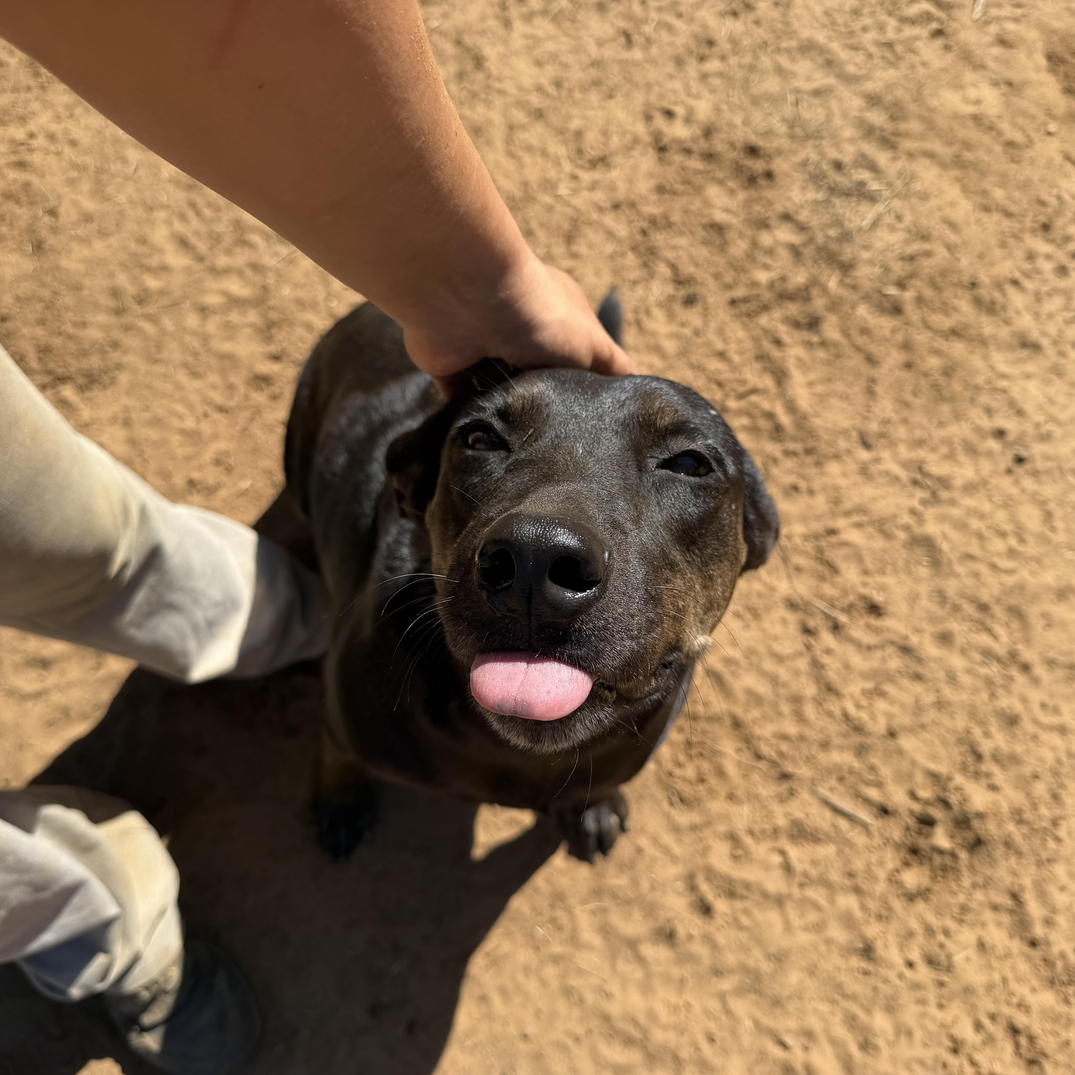 An adult medium-sized female Black Labrador Retriever dog named Penny for adoption in Seguin, TX