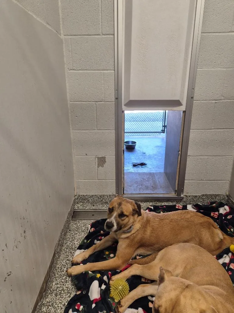 A young medium-sized female Labrador Retriever dog named Rio for adoption in Mustang, OK