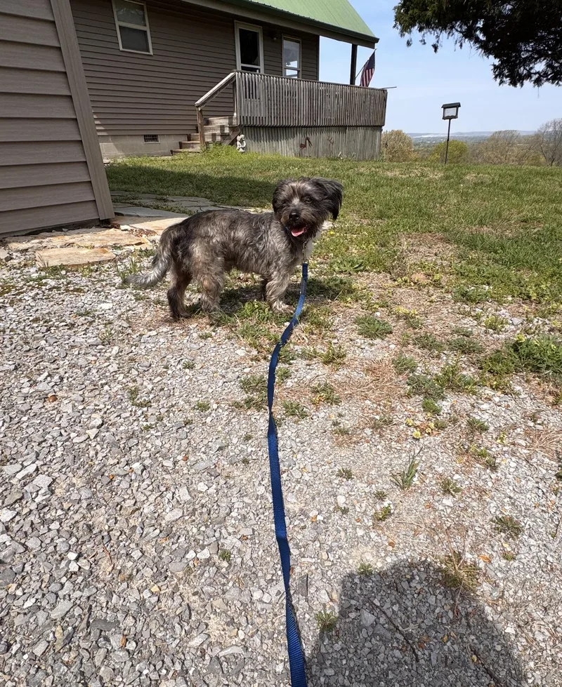 Toby! Incredible Boy! thumbnail 2