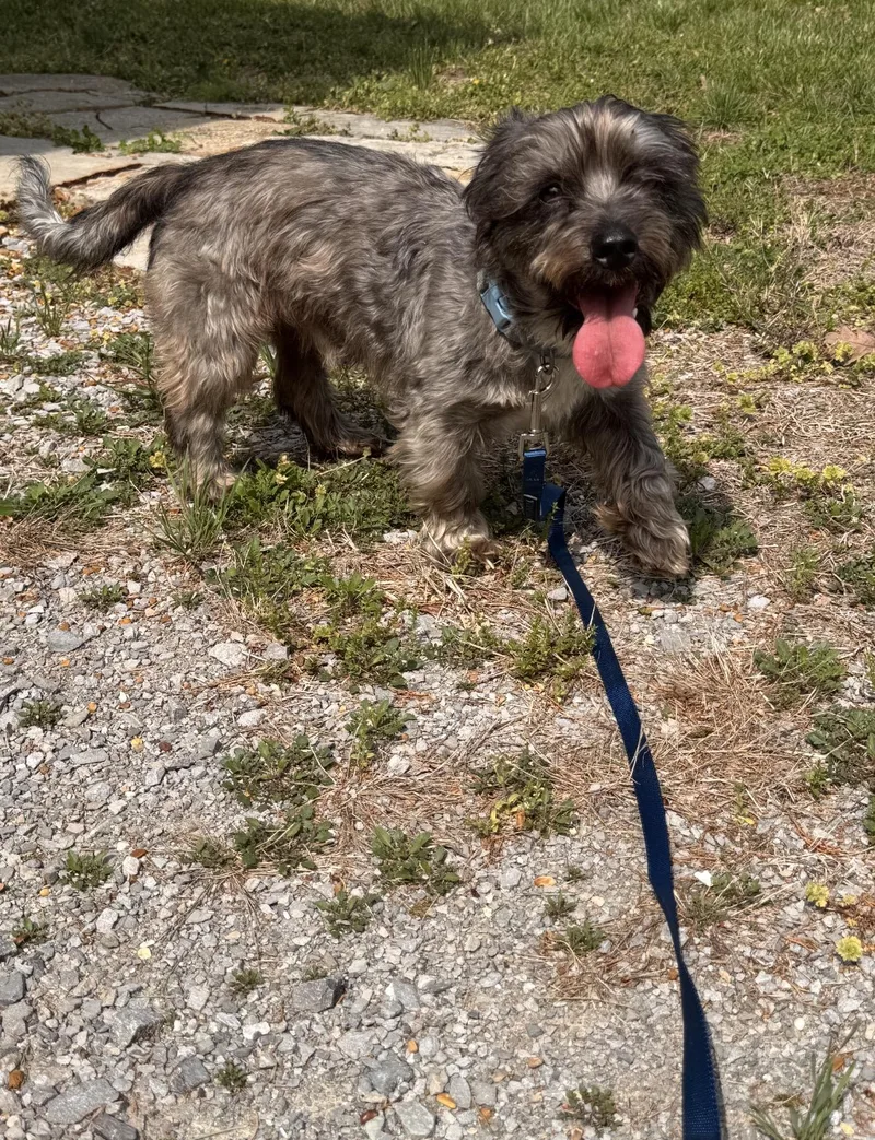 An adult small-sized male Sable Dachshund (Miniature Long Haired) dog named Toby! Incredible Boy! for adoption in RUSSIAVILLE, IN