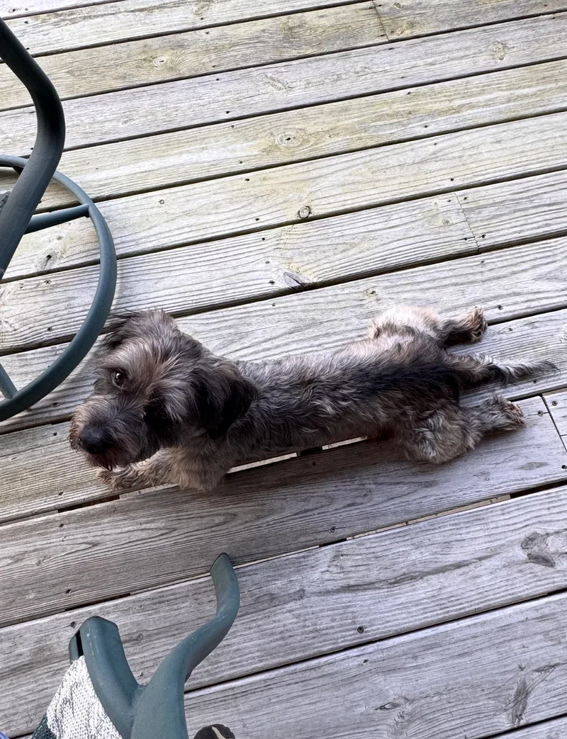 Toby! Incredible Boy! thumbnail 4