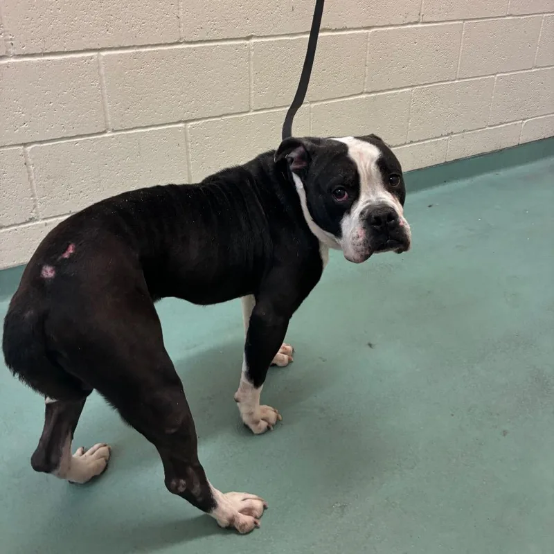 An adult medium-sized male Black Mixed Breed dog named Buffo for adoption in Memphis, TN