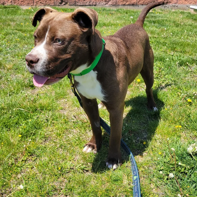 A young medium-sized male Terrier dog named Pookie for adoption in Southold, NY