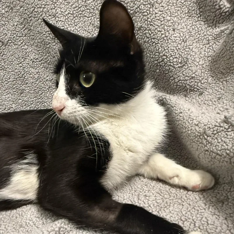 A young small-sized female Black Domestic Short Hair cat named Stiletto for adoption in Brea, CA