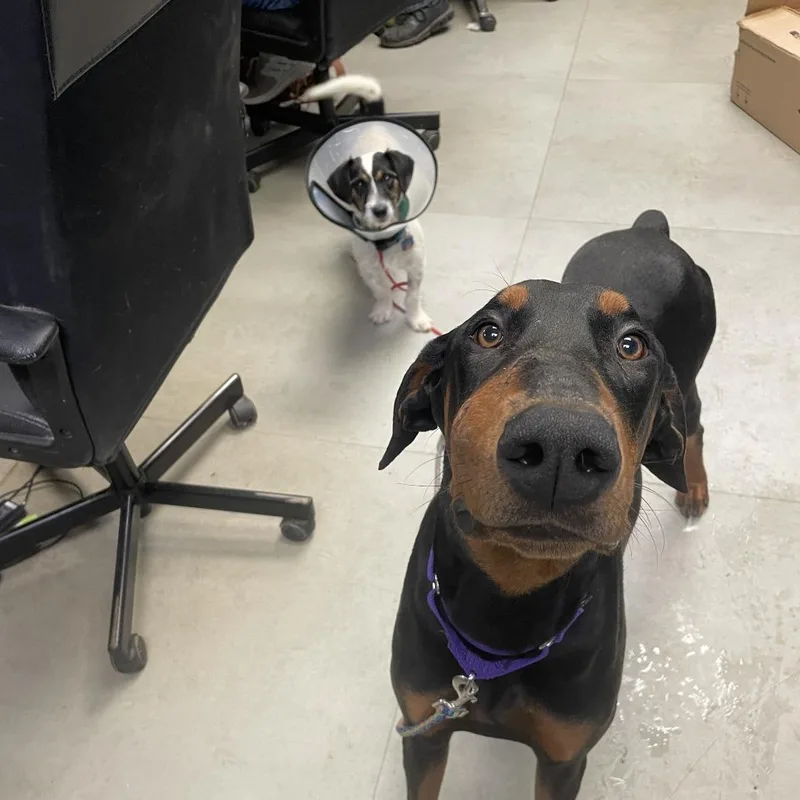 Mongoose thumbnail 3