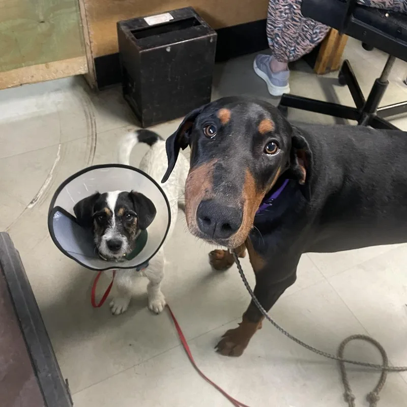 Mongoose thumbnail 4