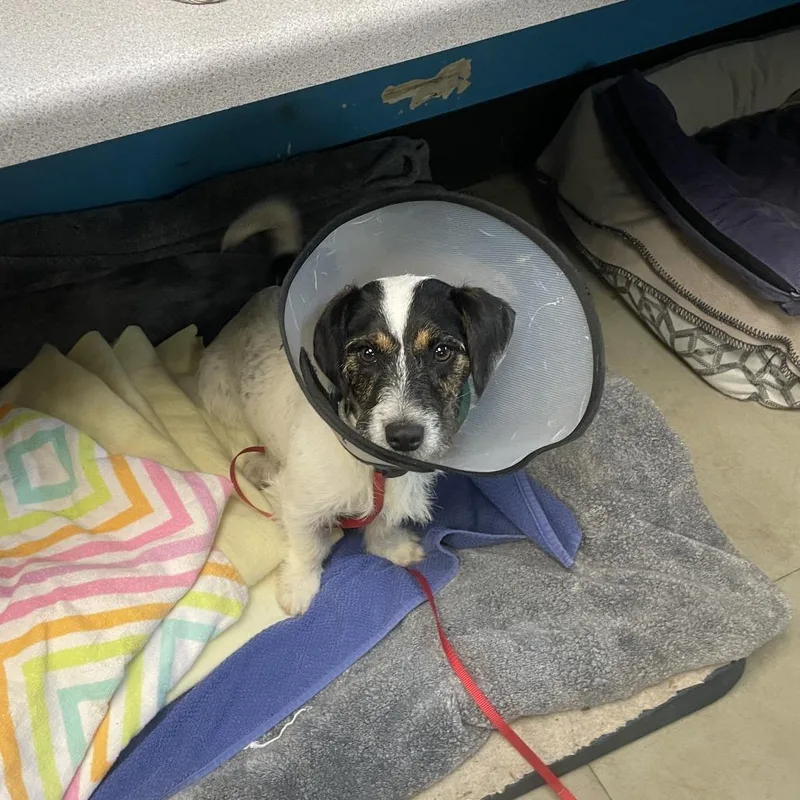 Mongoose thumbnail 5