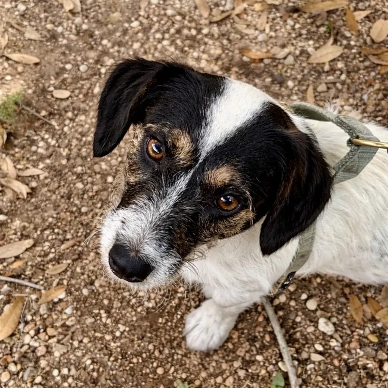 Mongoose thumbnail 6